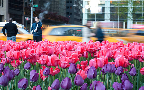 istock Pink and Purple Tulips 471093764