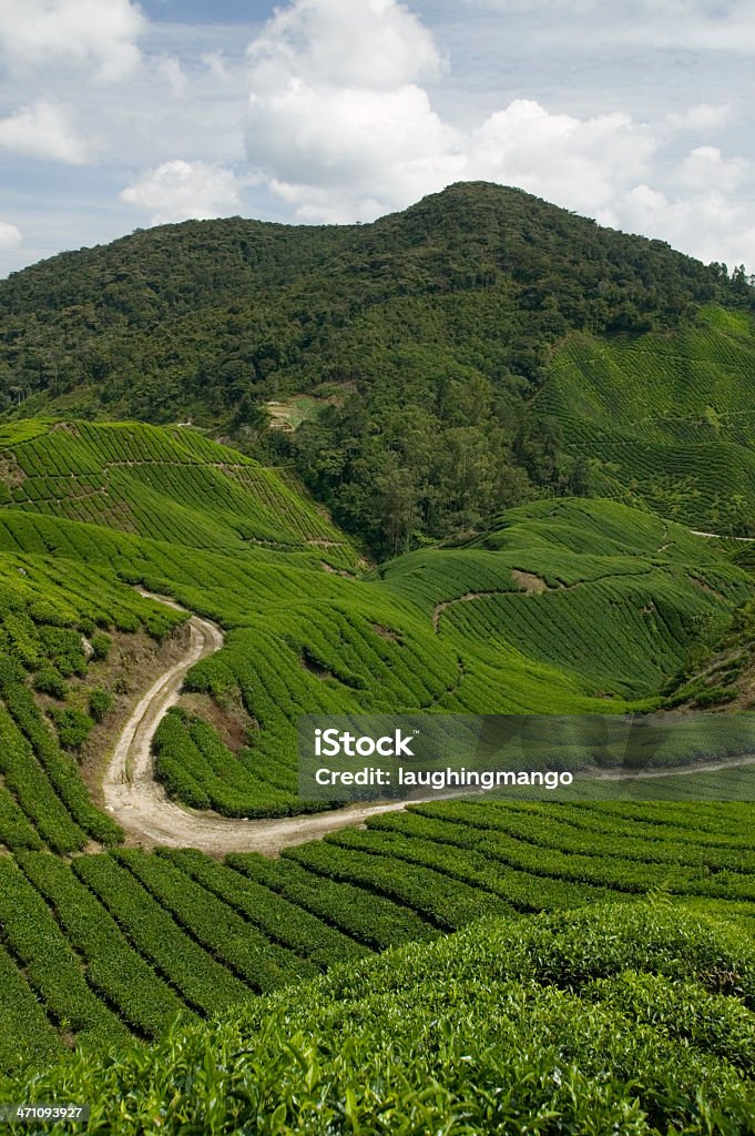 Plantação de chá terras altas de cameron Malásia de pahang - Royalty-free Agricultura Foto de stock