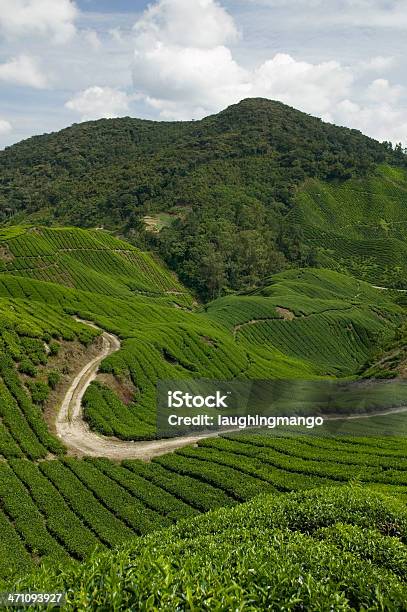 Plantação De Chá Terras Altas De Cameron Malásia De Pahang - Fotografias de stock e mais imagens de Agricultura