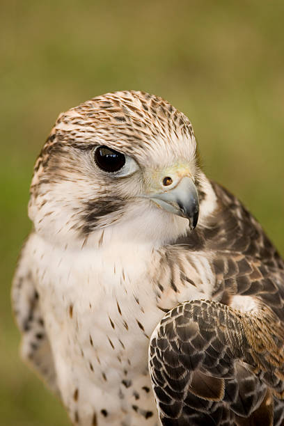 istock Young Peregrine Falcon 471094045