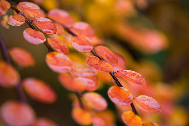 leafes bagnato - leaf autumn leafes tree foto e immagini stock