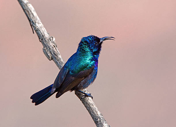 istock Northern orange-tufted sunbird, Palestine sunbird 471094194