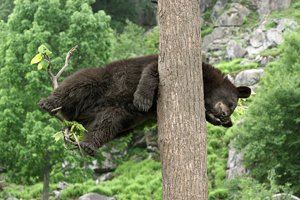 Black Bear Cub Asleep in Tree stock photo