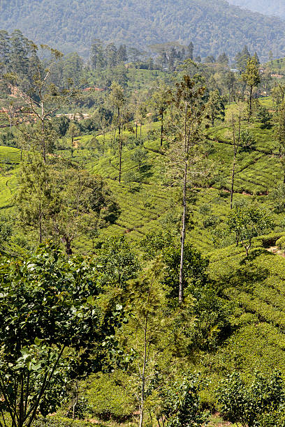 istock Tea plantation in Sri Lanka 471094846