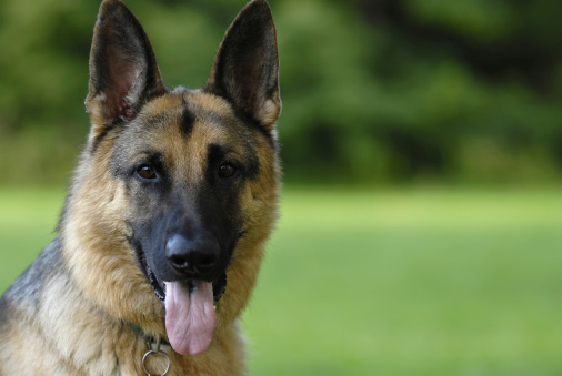 Portrait of German Dhepherd Dog. 