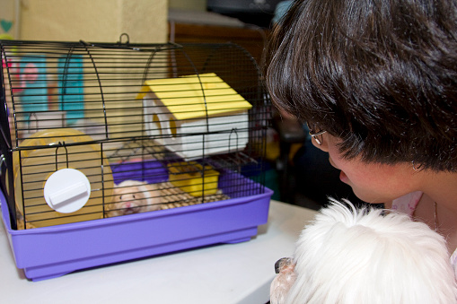 girl with her dog watching a hamster in his cage