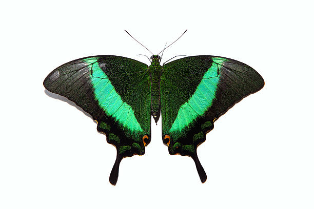 istock Papilio blumei butterfly isolated on white 471095408