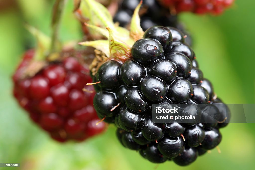 blackberry primer plano - Foto de stock de Alimento libre de derechos