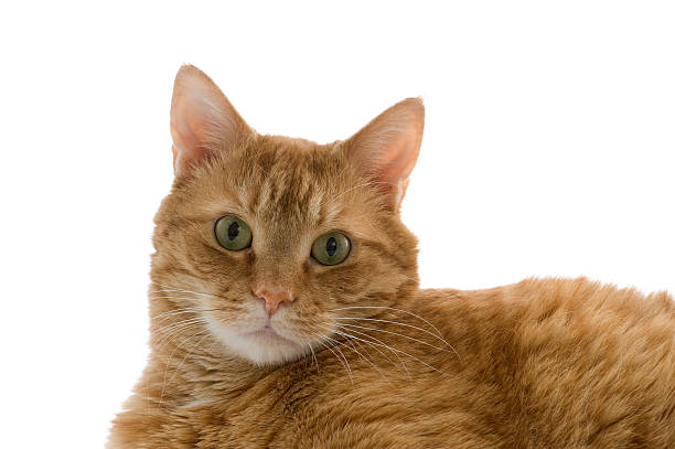 Adorable ginger kitten peeking out from a white background, creating a captivating portrait