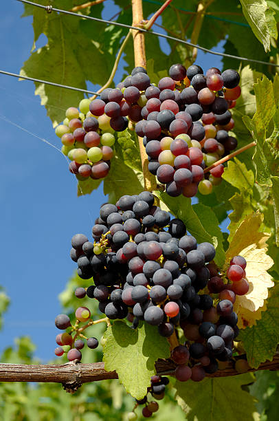istock bunch of grape still not completly mature 471096259