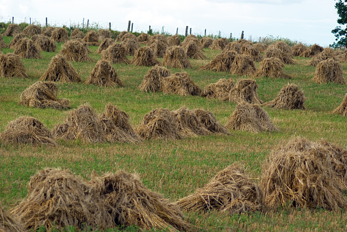 Sheaves of wheat drying in a field on a Mennonite farm.