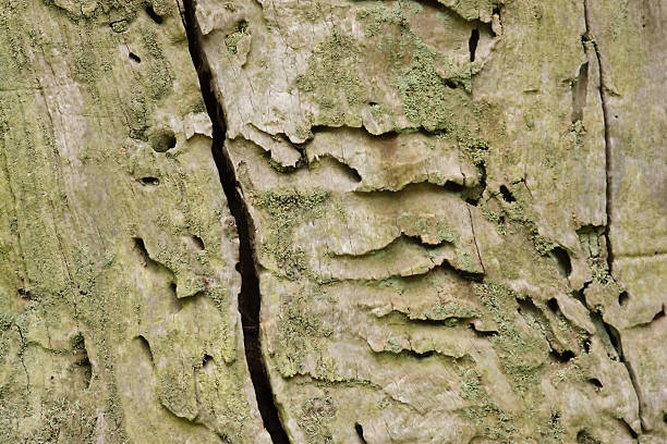 istock Track of bark beetles 471096979