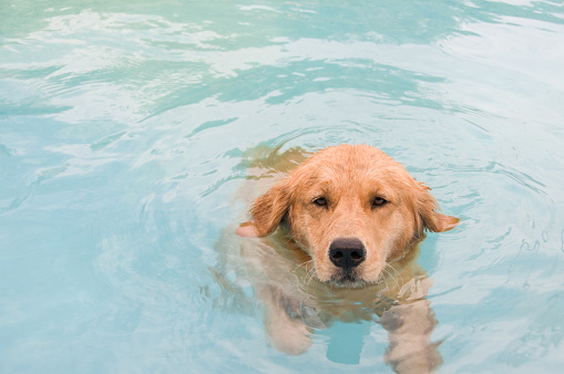 Golden Retriever in a pool.