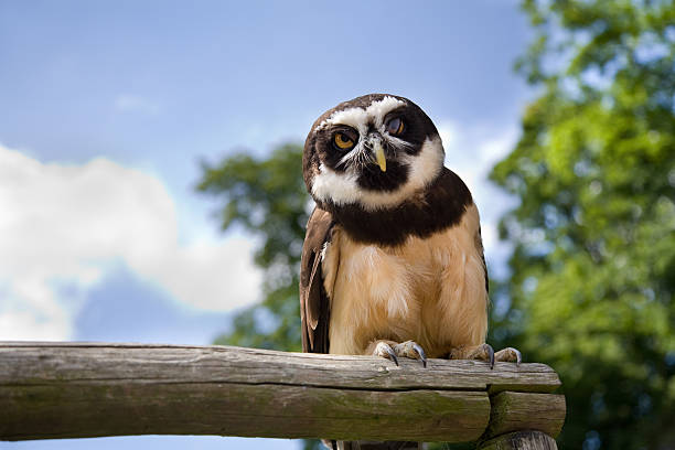 Owl sitting on a perch Spectacled owl, sitting on a perch. spectacled owls (pulsatrix perspicillata) stock pictures, royalty-free photos & images
