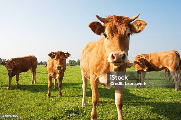 4 つのリムジン牛の草地ます - ウシのストックフォトや画像を多数ご用意 - ウシ, オランダ, カラー画像