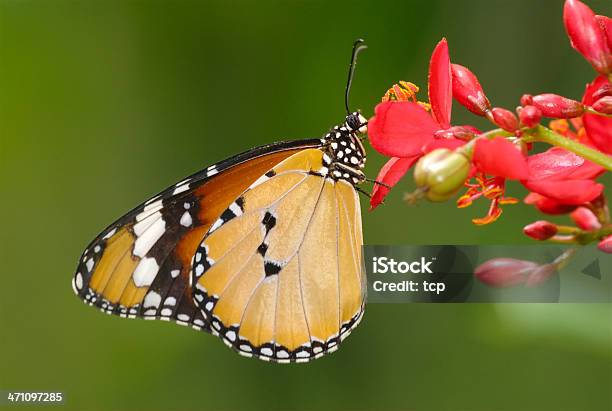 Foto de Tigre Danaus Chrysippus Na Tailândia e mais fotos de stock de Agarrar - Agarrar, Alimentar, Anatomia