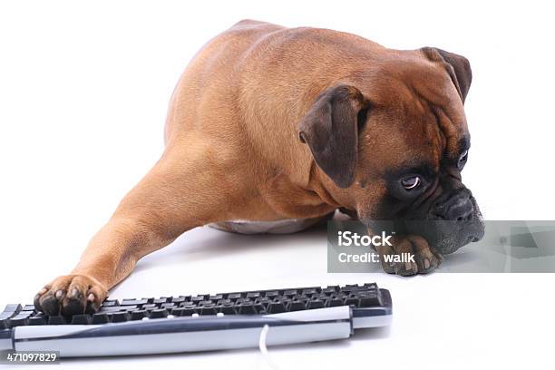Cão De Trabalho - Fotografias de stock e mais imagens de Animal - Animal, Fundo Branco, Usar Computador