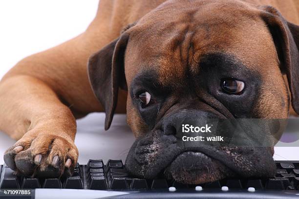 Cane Di Lavoro - Fotografie stock e altre immagini di Affari - Affari, Affari finanza e industria, Animale