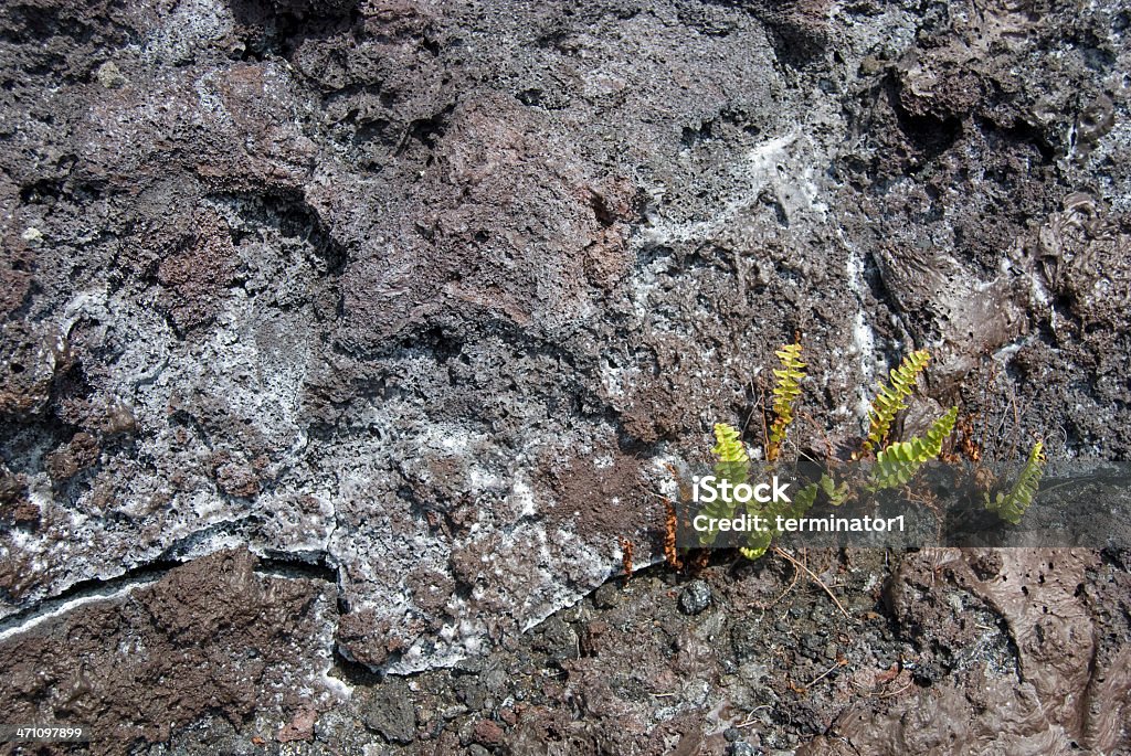 Helecho creciente en campo de Lava - Foto de stock de Accidentes y desastres libre de derechos