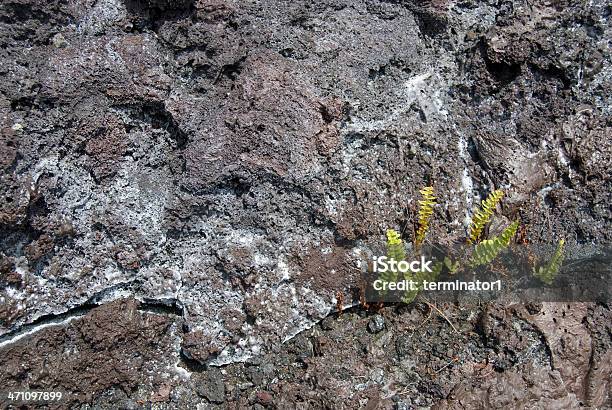 Helecho Creciente En Campo De Lava Foto de stock y más banco de imágenes de Accidentes y desastres - Accidentes y desastres, Actividad, Agrietado