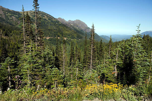 istock Olympic National Park Washington 471097943
