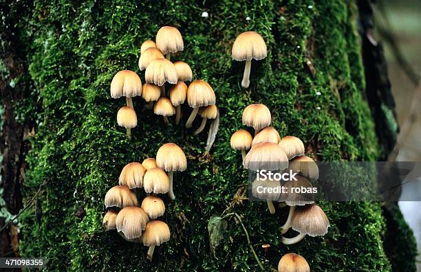 Photo libre de droit de Champignons banque d'images et plus d'images libres de droit de Automne - Automne, Champignon, Champignon vénéneux