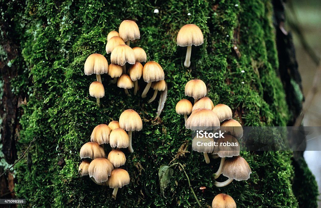 버섯 - 로열티 프리 0명 스톡 사진