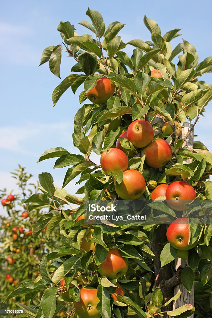 Macieira-orchard # 20 XL - Foto de stock de Abaixo royalty-free