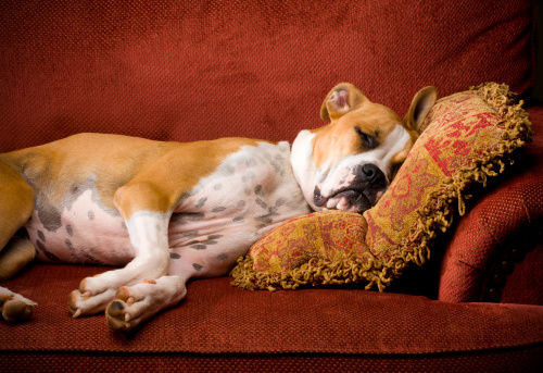 A big lazy Boxer dog snoozes in a big comfortable, lush red chair with his head on a fancy pillow.
