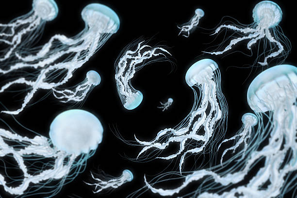 istock Dancing Blue Jellyfish on black background 471098744