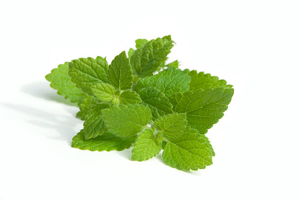 melisse - lemon balm stock-fotos und bilder