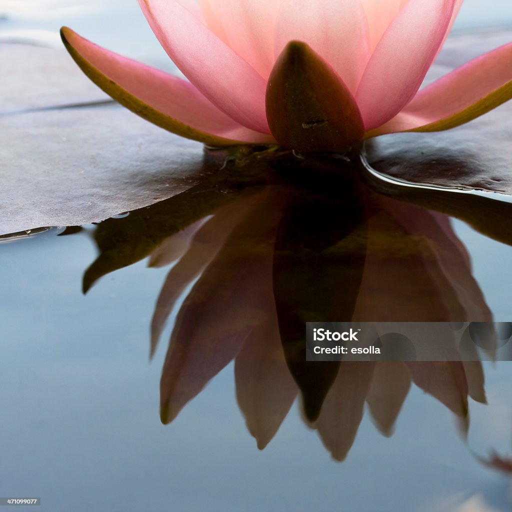 Seerose Blume - Lizenzfrei Blume Stock-Foto