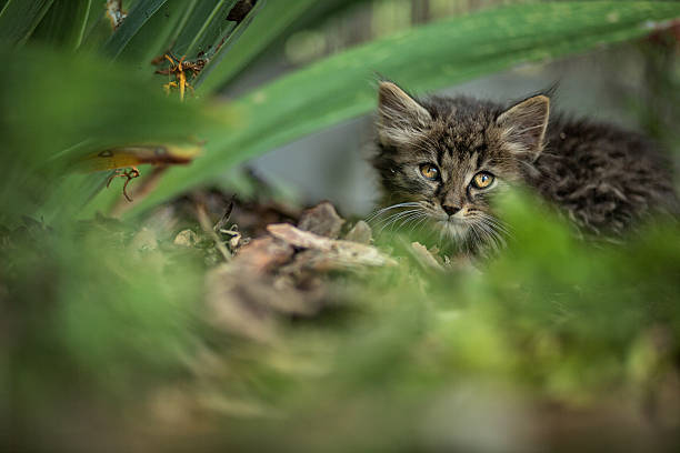 istock Cat in the garden 471099090