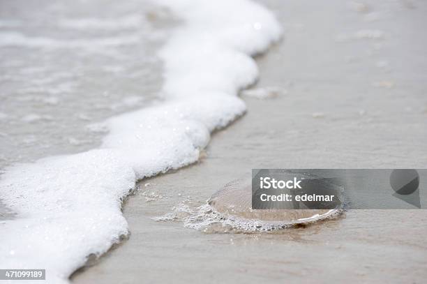 Medusa Transparente Lo Espera Para Niños Pequeños Foto de stock y más banco de imágenes de Medusa común - Medusa común, Playa, Agua