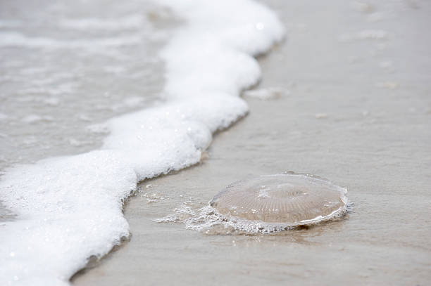 istock Clear jellyfish awaits small children 471099189
