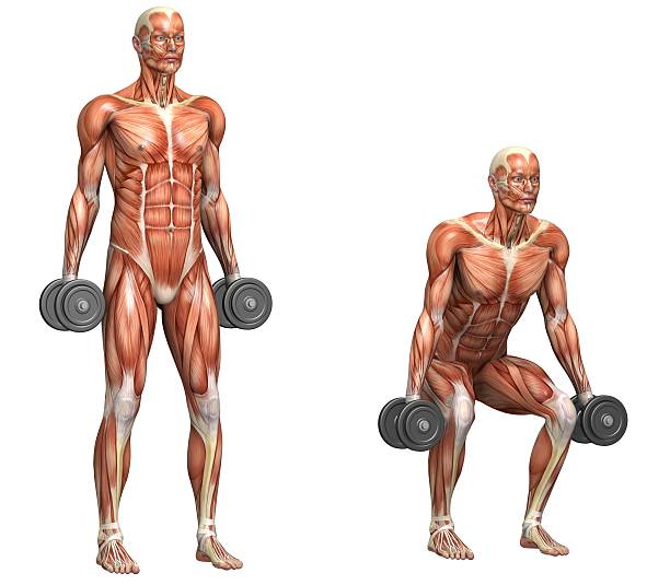 серия упражнений: приседания с гантелями - crouching exercising anatomy human muscle стоковые фото и изображения