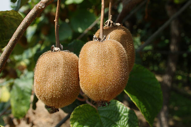 a fruta kiwi (actinidia deliciosa - actinidia - fotografias e filmes do acervo