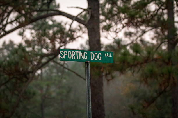istock Dog: Sporting Dog Trail Sign 471099468