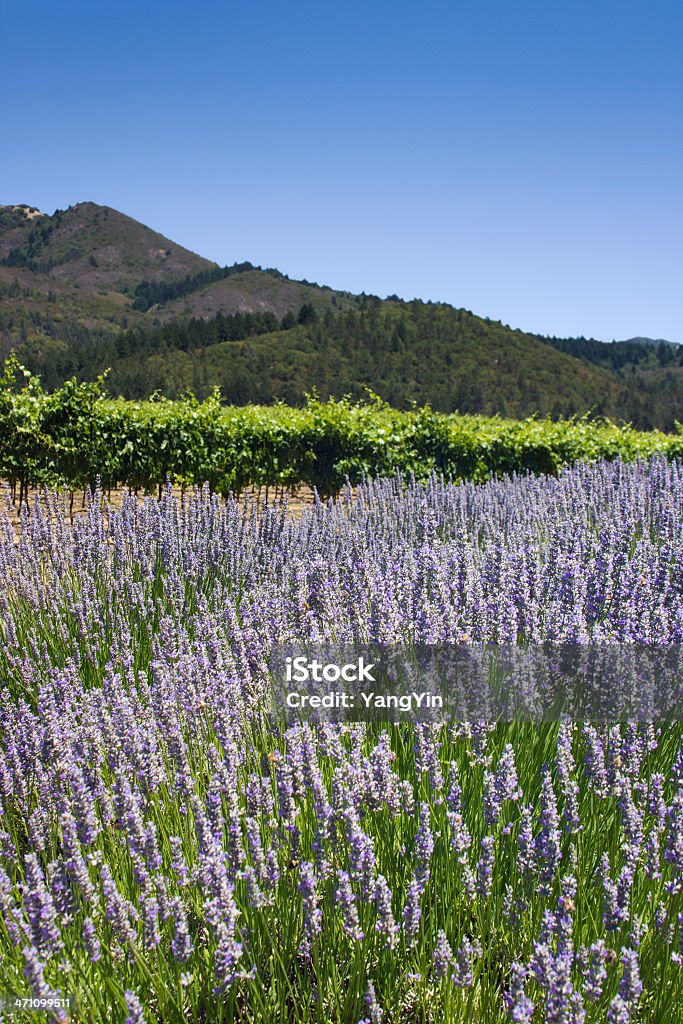 Vineyard & Lavendel - Lizenzfrei Baum Stock-Foto