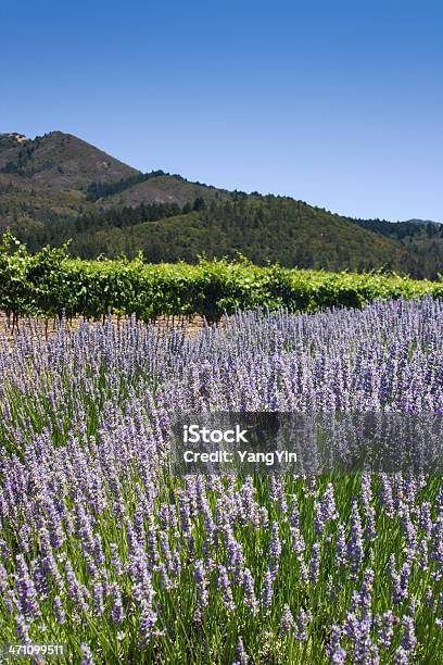 Vineyard Lavendel Stockfoto und mehr Bilder von Baum - Baum, Berg, Blau