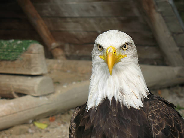 eagle stock photo