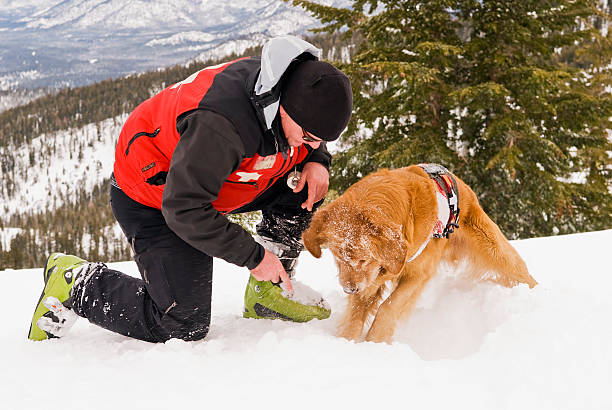 Rescue Dog working Ski Patroller working with dog  search and rescue dog photos stock pictures, royalty-free photos & images