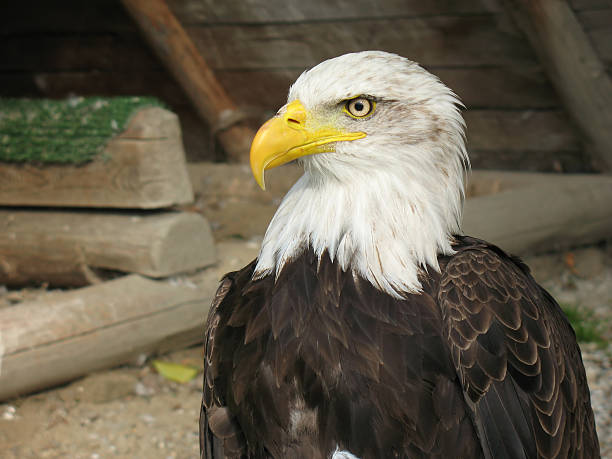 eagle stock photo