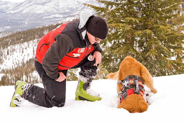 Dog Working Ski Patroller with rescue dog digging  ski patrol photos stock pictures, royalty-free photos & images