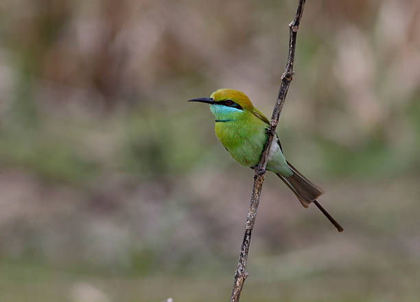 istock Little Green bee eater on branch 471099586