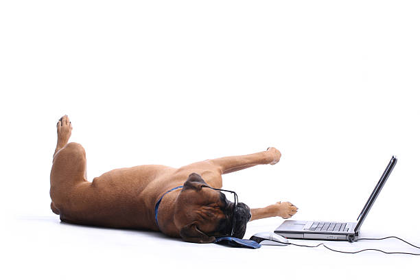 fatigué employé de bureau - animal cute exhaustion technology photos et images de collection