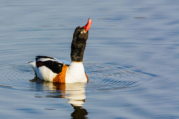 Shelduck Looking up to the Sky