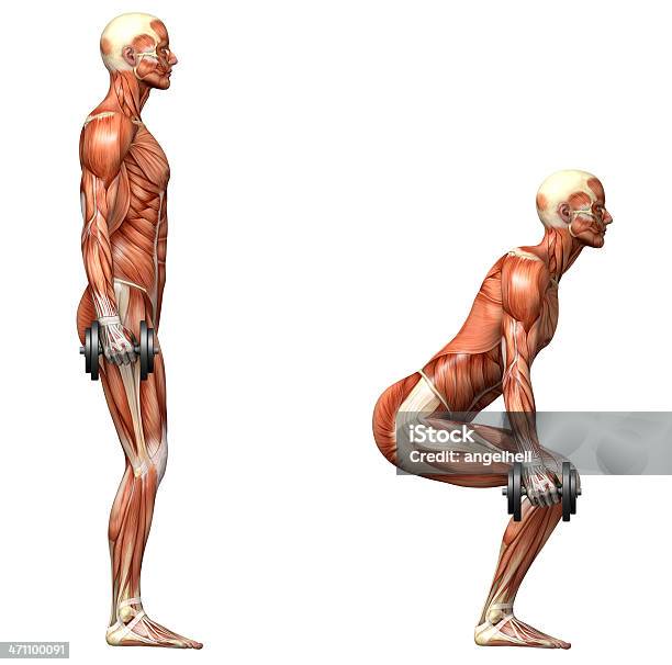 Foto de Série De Exercícios Haltere Agachamento e mais fotos de stock de Anatomia - Anatomia, Exame Médico - Procedimento Médico, Fotografia - Imagem