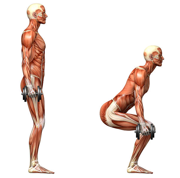 серия упражнений: приседания с гантелями - crouching exercising anatomy human muscle стоковые фото и изображения