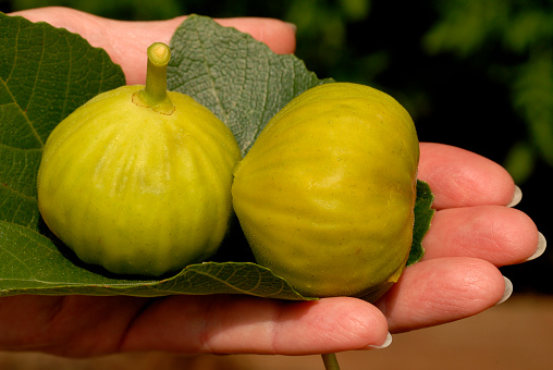 Just harvested figs are displyed on a fig leaf. This variety of figs is yellowish-green and soft to the touch when ripe enough to be harvested. Figs are sweet and often used as sweeteners.